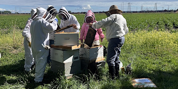 Beginner Beekeeping Comprehensive Course
