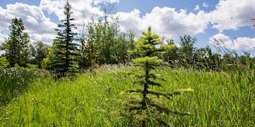 Imagem principal de Tree planting for Biodiversity