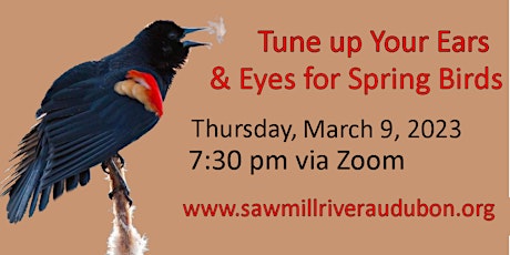 Imagen principal de Zoom: Tune Up Your Ears & Eyes for Spring Birds