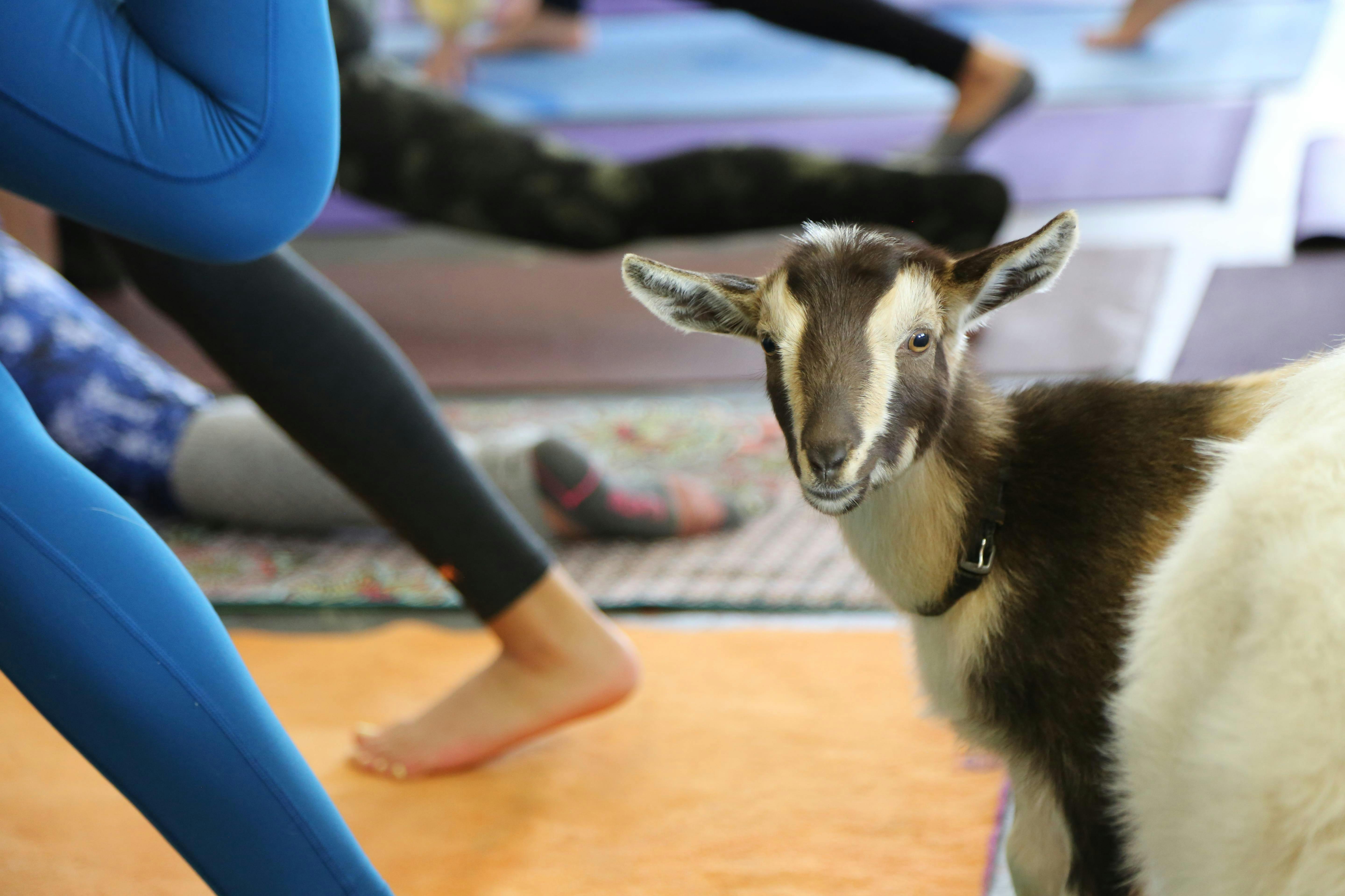 Hello Critter Goat Yoga