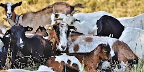 British Dwarf Dairy Goat Society Using Kintraks Q&A