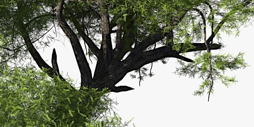 Hauptbild für Acacia wood
