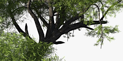 Immagine principale di Acacia wood 