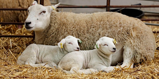Private Hands-On Lambing Experience at Hammonds End Farm