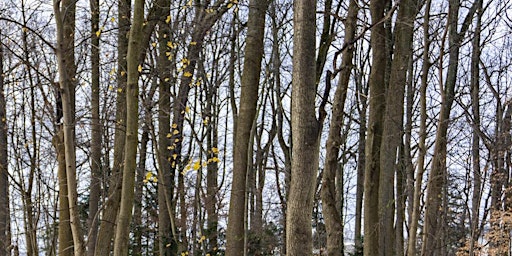 Tree Identification Walk