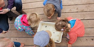 Testwood+Lakes+Wildlife+Watch-++Pond+Dipping