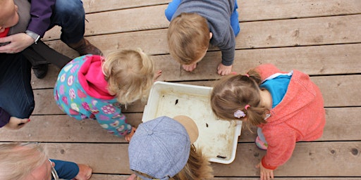 Imagen principal de Testwood Lakes Wildlife Watch-  Pond Dipping