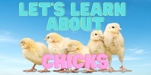 Let's learn about chicks! - April 22