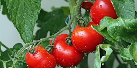 Master Gardeners: Growing Great Tomatoes