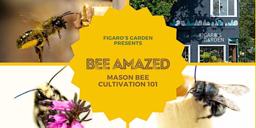 Bee Amazed: Mason Bee Cultivation 101