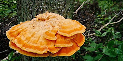 Primaire afbeelding van Fungus Among Us: Tree ID for Mushroom Hunters [Field Trip]
