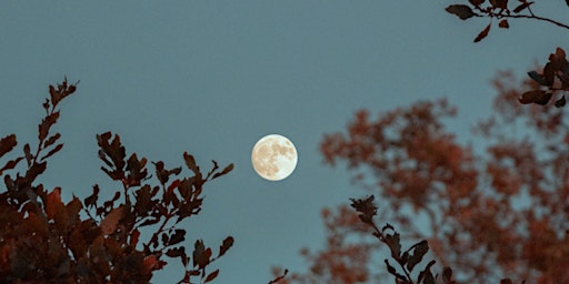 Primaire afbeelding van Full Moon Forest Bathing with Monica Wenzel