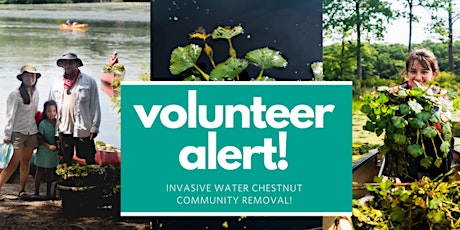 Community Invasive Water Chestnut Removal!