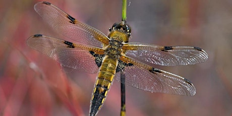 Imagen principal de ERCCIS Dragonflies Workshop