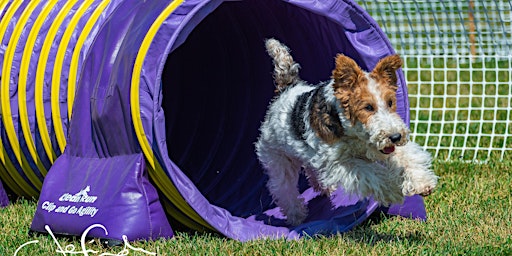 Wire Fox Terrier Club of Canada Spring Event- Agility & Grooming Workshop