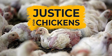Why we're taking the Government to court to get Justice for Chickens