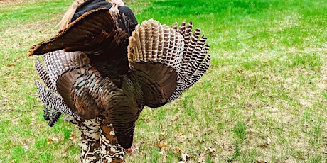 Introduction to Turkey Hunting - Part 2 - Augusta