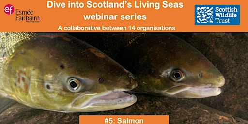 Dive into Scotland's Living Seas #5: Salmon primary image