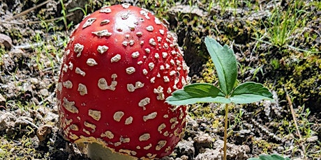 Mushroom Foraging and Herb Walk