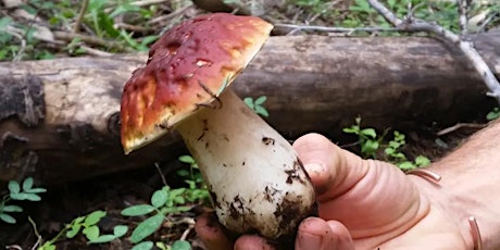 Mountain Mushroom walk and Wild Mushroom Lunch