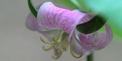 Primaire afbeelding van Sunday Wildflower Hike Series - Confluence Natural Area