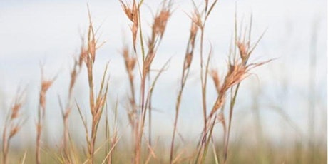 Getting to know your native grasses primary image