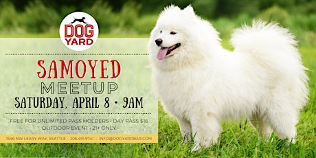 Samoyed Meetup at the Dog Yard Bar in Ballard - Saturday, April 8