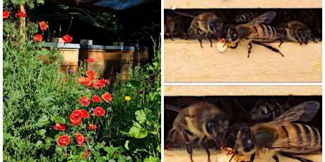 Bienenwelt Wersten