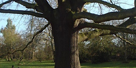 Tree Walk with Letta Jones