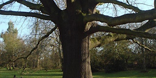 Tree Walk with Letta Jones primary image
