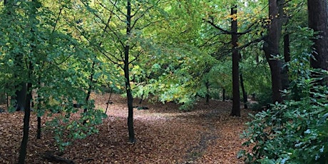 Peace in the Park - Spring Forest Bathing