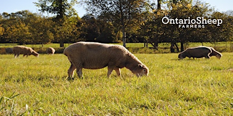 Ontario Sheep Convention primary image