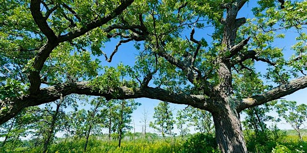 Oak in the Driftless Landowner Workshop