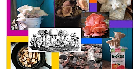 Grow Mushrooms for Food, Medicine and Soil Health- Salt Spring Island  primary image