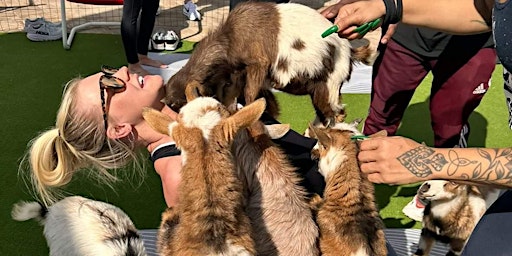 Goat Yoga Houston At Christian's Tailgate Kirby location