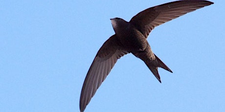 Lunchtime Talk - The Swift (Apus apus) primary image