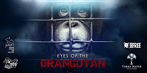 Primaire afbeelding van Eyes of the Orangutan