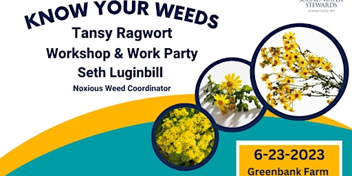 Know Your Weeds Class and Work Party - Tansy Ragwort primary image
