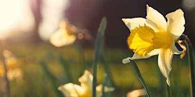 Primaire afbeelding van The Joy of Spring | A Guided Forest Bathing Experience