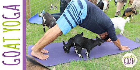 GOGA (Goat Yoga)