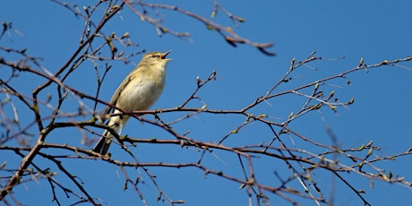 Wilder Kent Safari: Dawn Chorus in the Blean