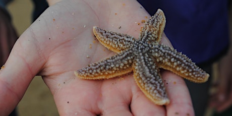 Edinburgh Science Festival 2024 - Seaside Science Skills!