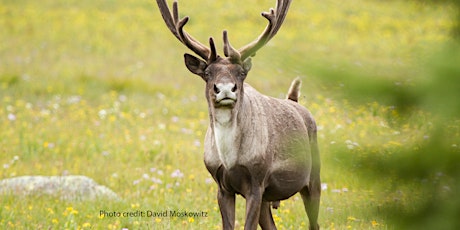 Caribou, Conservation and You
