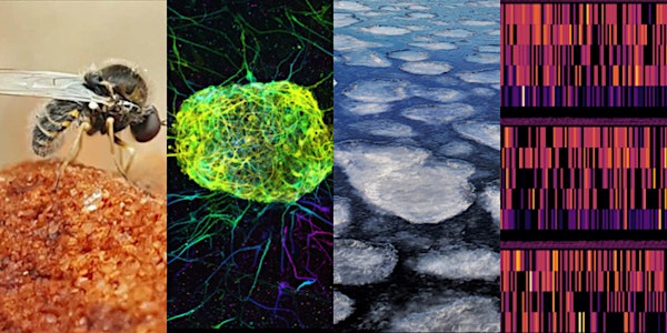 Magnified: a science art exhibition