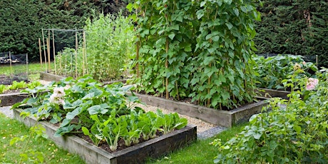 Start a Summer Vegetable Garden