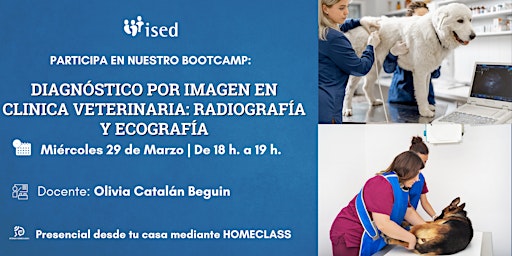 BOOTCAMP  Dignóstico por Imagen en Cl´ínica Veterinaria: RD y Ecografía.