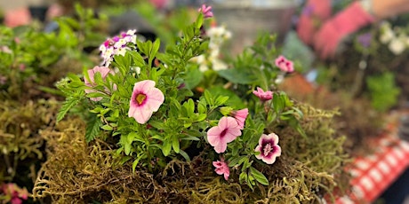 Make your own Summer Hanging Baskets