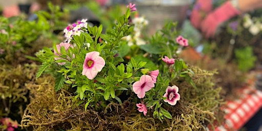 Make your own Summer Hanging Baskets