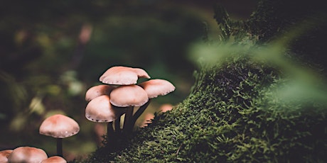 Mushroom Foraging primary image