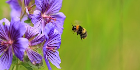 Family Workshop: Brilliant Bees